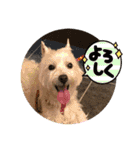 【公式】私たちのかわいい家族（個別スタンプ：15）