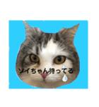 豆乳と書いて、ソイと読みます。4（個別スタンプ：1）