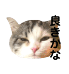 豆乳と書いて、ソイと読みます。4（個別スタンプ：2）