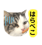 豆乳と書いて、ソイと読みます。4（個別スタンプ：4）