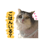 豆乳と書いて、ソイと読みます。4（個別スタンプ：6）