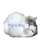 豆乳と書いて、ソイと読みます。4（個別スタンプ：18）