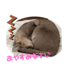 まめ太郎Life vol.5（個別スタンプ：8）
