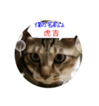 虎吉福島5（個別スタンプ：1）