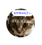 虎吉福島5（個別スタンプ：3）