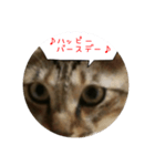 虎吉福島5（個別スタンプ：4）