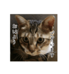 虎吉福島5（個別スタンプ：5）