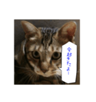 虎吉福島5（個別スタンプ：6）