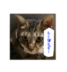 虎吉福島5（個別スタンプ：8）