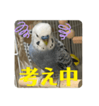 ゆきちゃん宅スタンプ22（個別スタンプ：15）