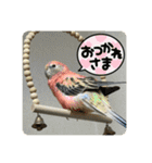 ゆきちゃん宅スタンプ22（個別スタンプ：24）