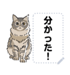 猫様いっぱい〜座り その4〜（個別スタンプ：19）