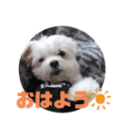 ぷあさんスタンプ1（個別スタンプ：2）
