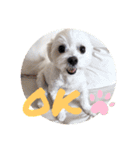 ぷあさんスタンプ1（個別スタンプ：4）
