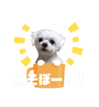 ぷあさんスタンプ1（個別スタンプ：13）