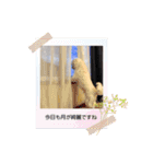 ぷあさんスタンプ1（個別スタンプ：16）