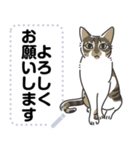 猫様いっぱい〜座り その3〜（個別スタンプ：1）