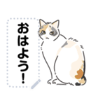 猫様いっぱい〜座り その3〜（個別スタンプ：11）