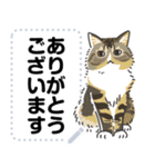 猫様いっぱい〜座り その3〜（個別スタンプ：14）