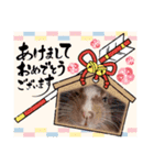 ハムスターとデグーの行事等（個別スタンプ：1）