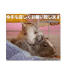 ハムスターとデグーの行事等（個別スタンプ：2）