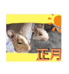 ハムスターとデグーの行事等（個別スタンプ：3）