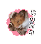 ハムスターとデグーの行事等（個別スタンプ：4）