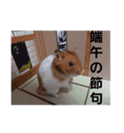 ハムスターとデグーの行事等（個別スタンプ：6）