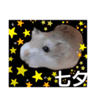 ハムスターとデグーの行事等（個別スタンプ：15）
