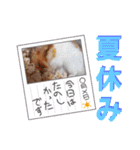 ハムスターとデグーの行事等（個別スタンプ：16）