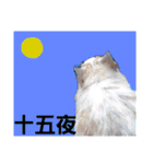 ハムスターとデグーの行事等（個別スタンプ：17）