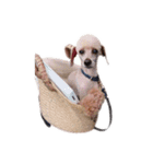 言葉にできない時の犬スタンプ2（個別スタンプ：10）