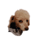 言葉にできない時の犬スタンプ2（個別スタンプ：17）