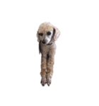 言葉にできない時の犬スタンプ2（個別スタンプ：20）