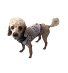言葉にできない時の犬スタンプ2（個別スタンプ：22）