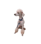 言葉にできない時の犬スタンプ2（個別スタンプ：23）