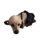 言葉にできない時の犬スタンプ2（個別スタンプ：26）