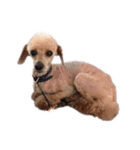 言葉にできない時の犬スタンプ2（個別スタンプ：30）