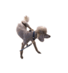 言葉にできない時の犬スタンプ2（個別スタンプ：36）