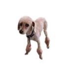 言葉にできない時の犬スタンプ2（個別スタンプ：40）
