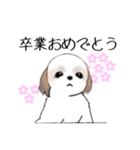 Stickers_Shih Tzu_h シーズースタンプ（個別スタンプ：1）