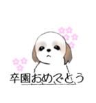 Stickers_Shih Tzu_h シーズースタンプ（個別スタンプ：5）