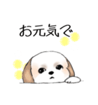 Stickers_Shih Tzu_h シーズースタンプ（個別スタンプ：10）