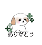 Stickers_Shih Tzu_h シーズースタンプ（個別スタンプ：11）