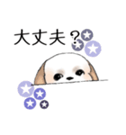 Stickers_Shih Tzu_h シーズースタンプ（個別スタンプ：16）