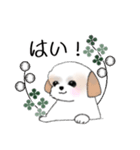 Stickers_Shih Tzu_h シーズースタンプ（個別スタンプ：17）