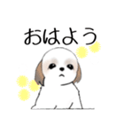 Stickers_Shih Tzu_h シーズースタンプ（個別スタンプ：25）