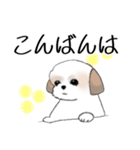 Stickers_Shih Tzu_h シーズースタンプ（個別スタンプ：28）