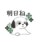 Stickers_Shih Tzu_h シーズースタンプ（個別スタンプ：31）