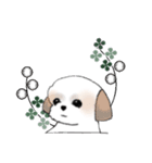 Stickers_Shih Tzu_h シーズースタンプ（個別スタンプ：35）